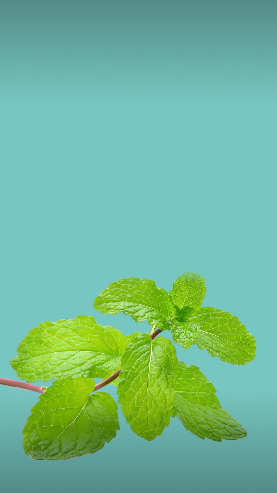 Совет провизора #973