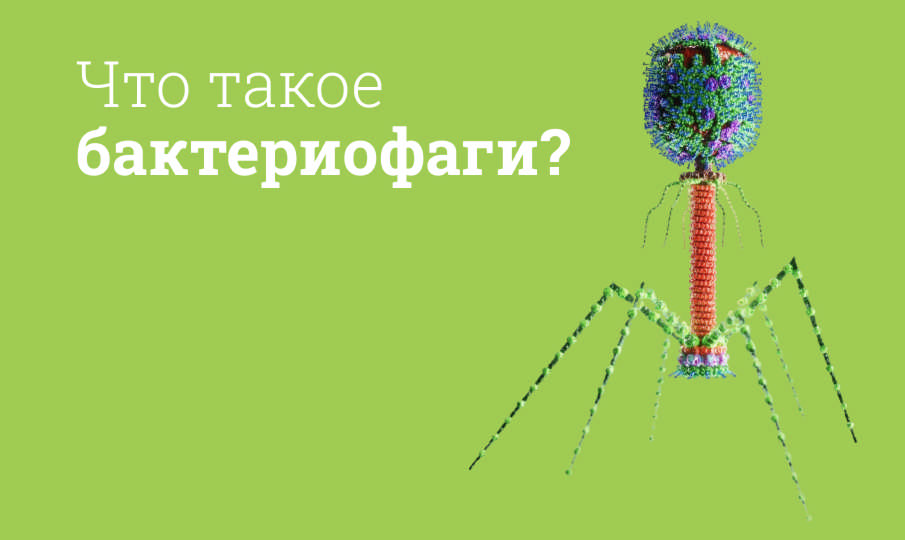 Что такое бактериофаги?