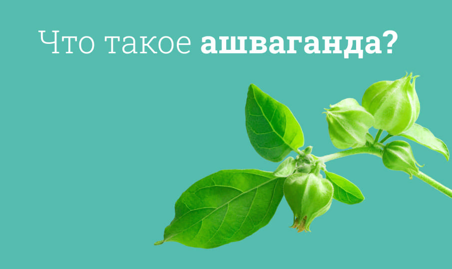 Что такое ашваганда?