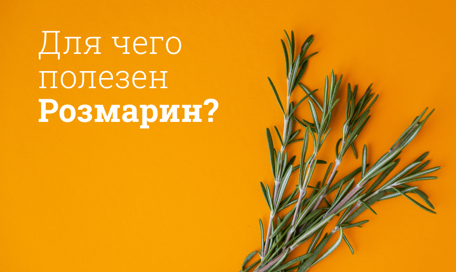 Розмарин польза и вред