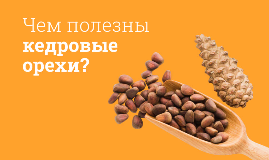 Кедровые орехи польза и вред