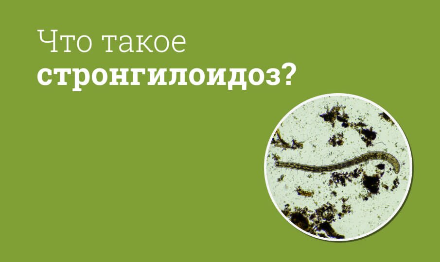 Стронгилоидоз: симптомы и лечение