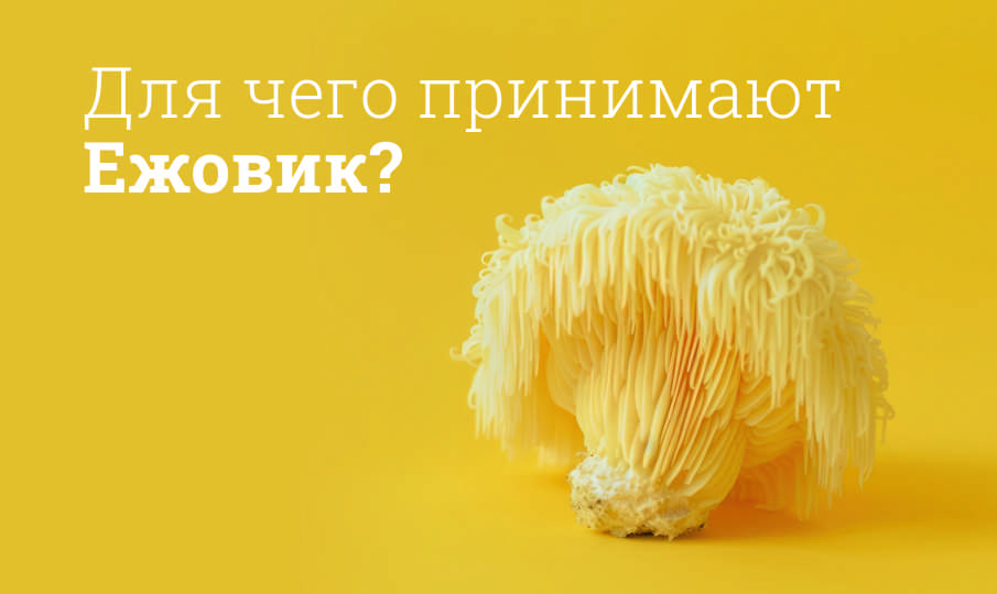 Ежовик гребенчатый инструкция