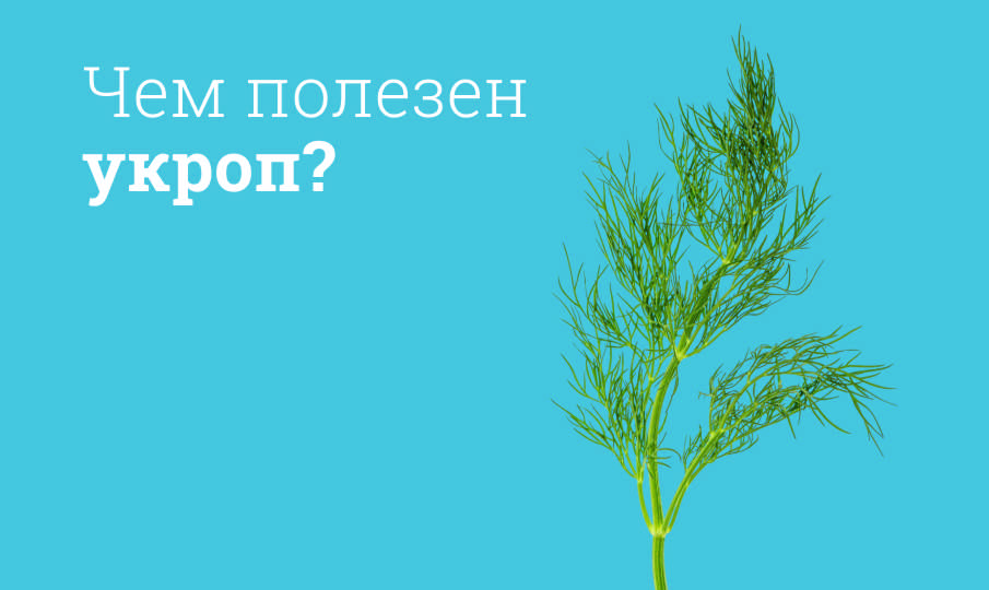 Укроп польза и вред