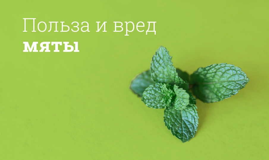 Мята польза и вред