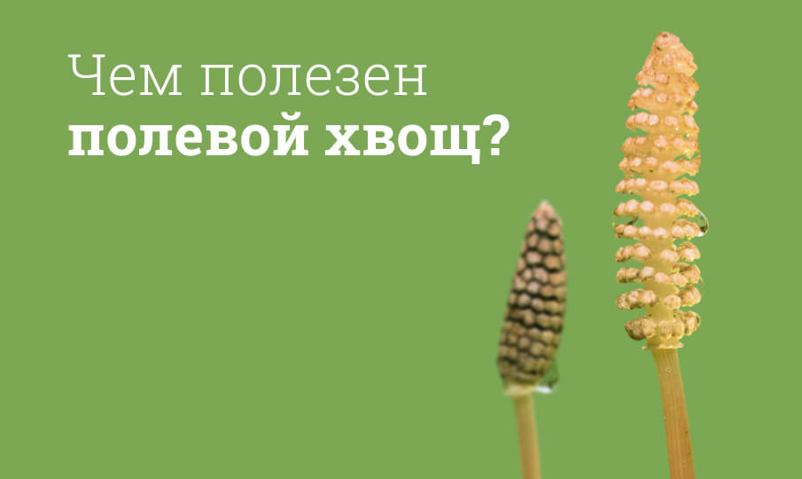 Хвощ польза и вред