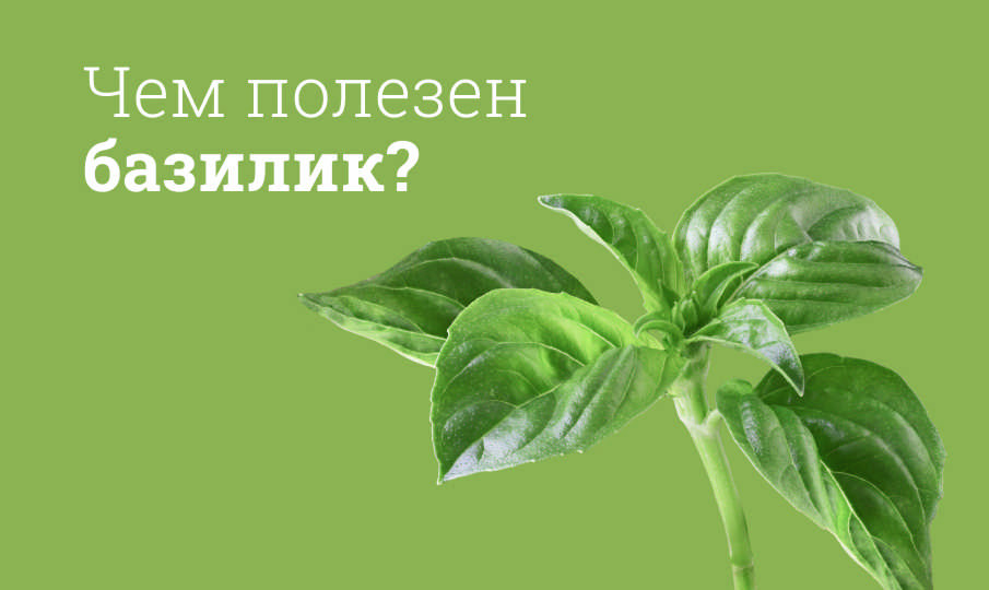 Базилик польза и вред