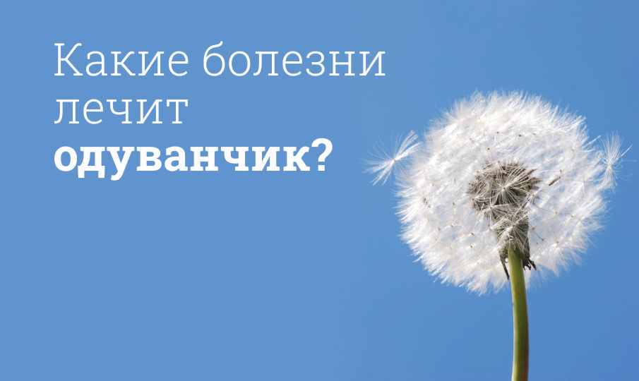 Одуванчик польза и вред