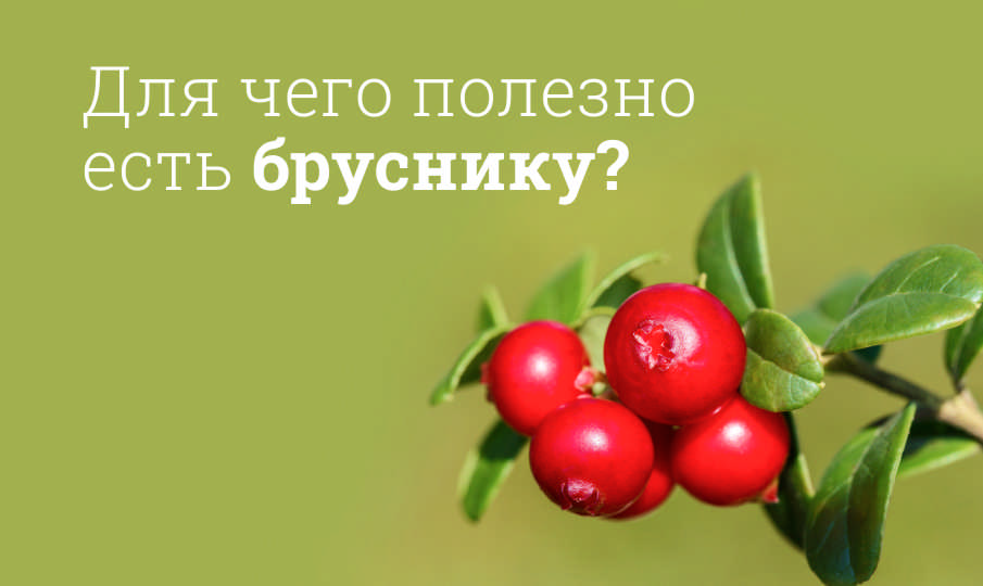 Брусника польза и вред