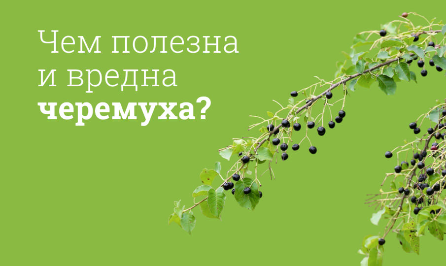 Черемуха вред и польза