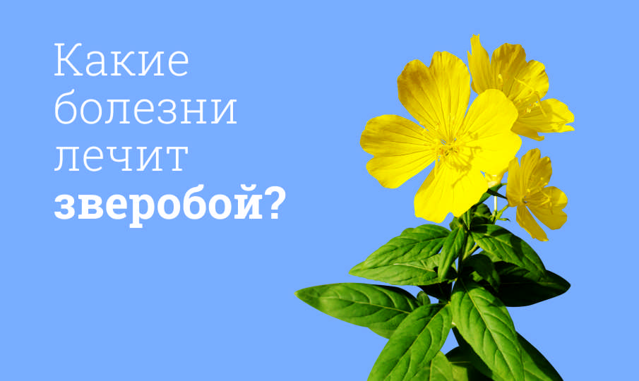 Зверобой польза и вред