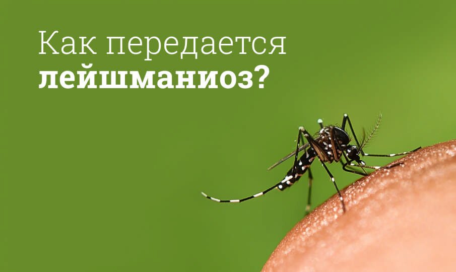 Лейшманиоз: симптомы и лечение