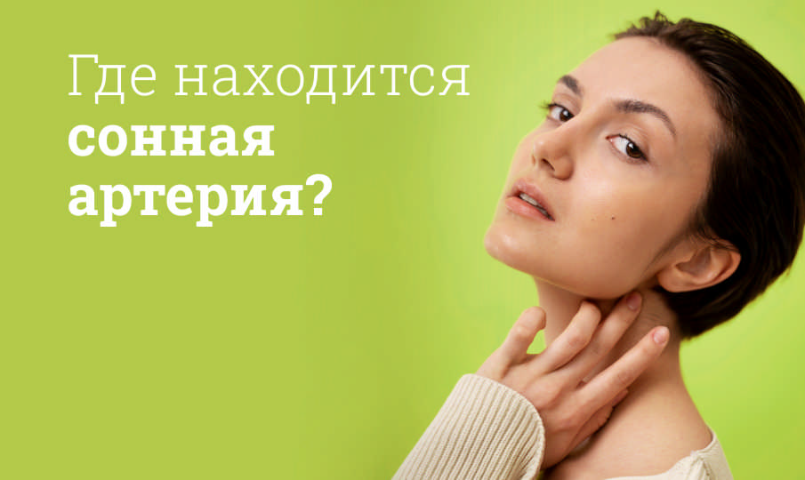 Где находится сонная артерия?