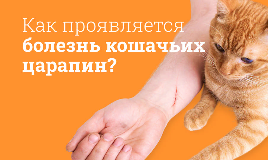 Болезнь кошачьих царапин