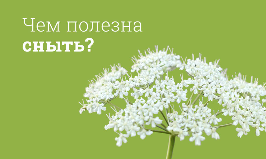 Сныть польза и вред