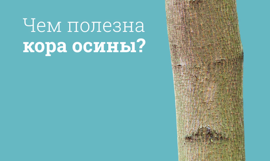 Кора осины польза и вред