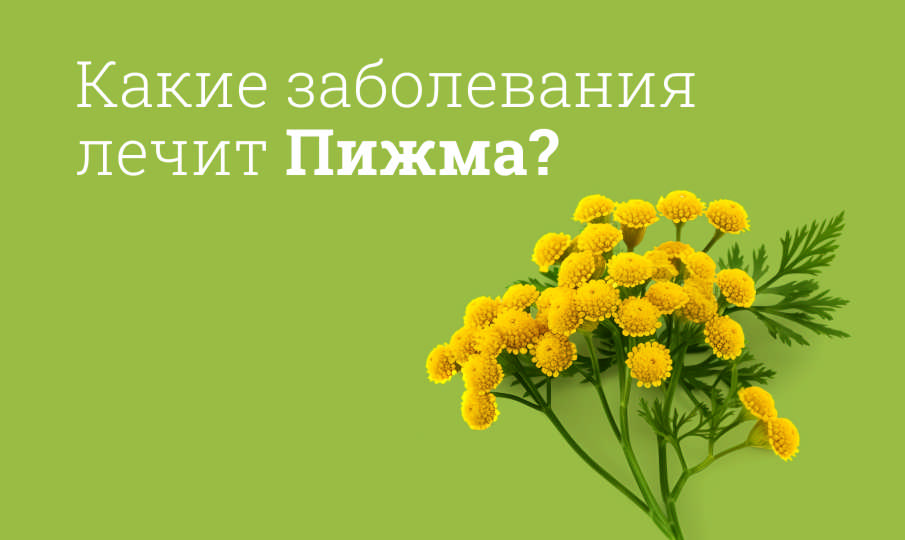 Пижма инструкция по применению