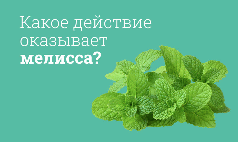 Мелисса польза и вред