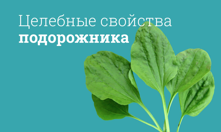 Подорожник польза и вред