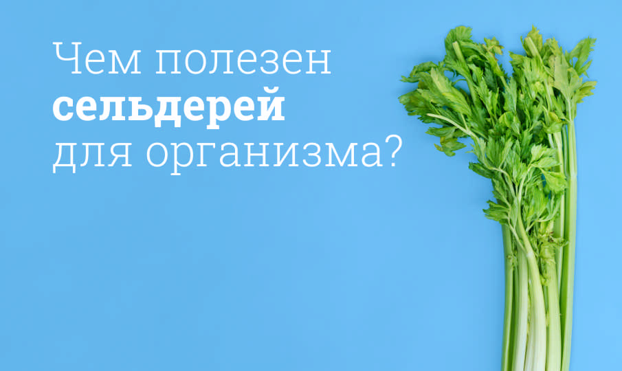 Сельдерей польза и вред