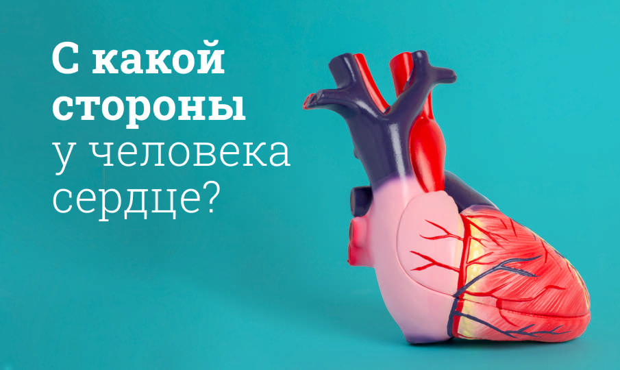 С какой стороны у человека сердце?