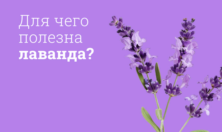Лаванда польза и вред