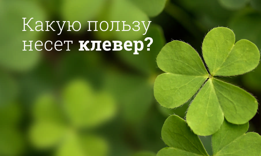 Клевер польза и вред