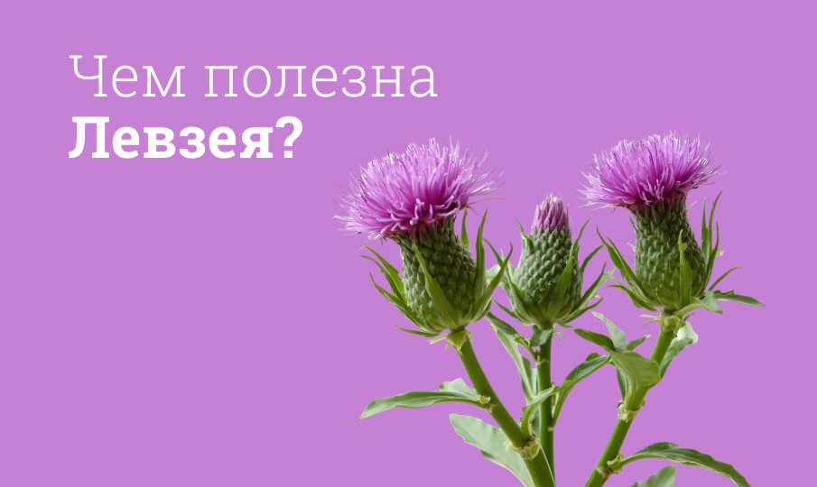 Левзея инструкция по применению