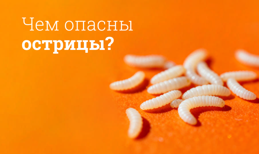 Как избавиться от остриц?
