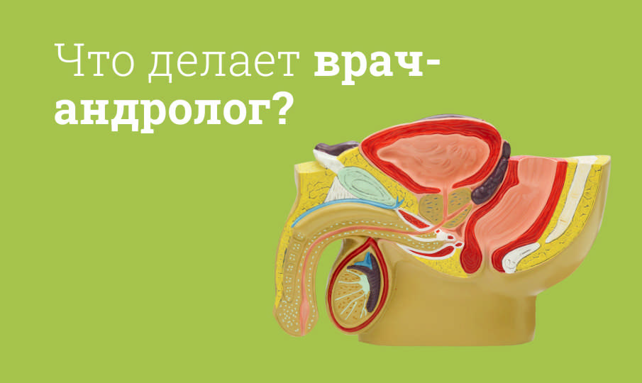 Что лечит андролог?