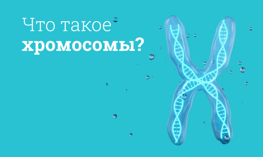 Cколько у хромосом у человека?