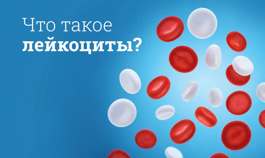 Что такое лейкоциты?