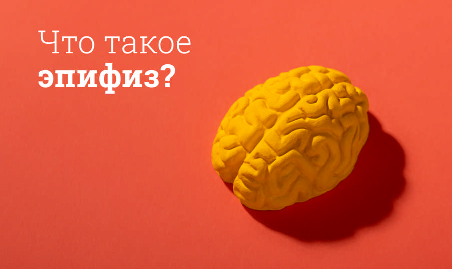 Строение эпифиза