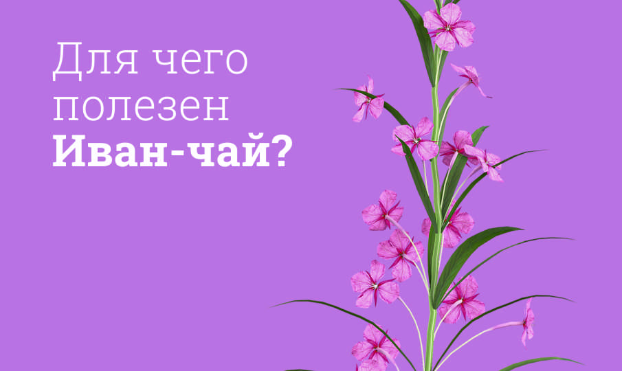 Иван-чай польза и вред