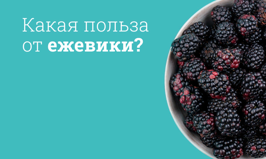 Ежевика польза и вред