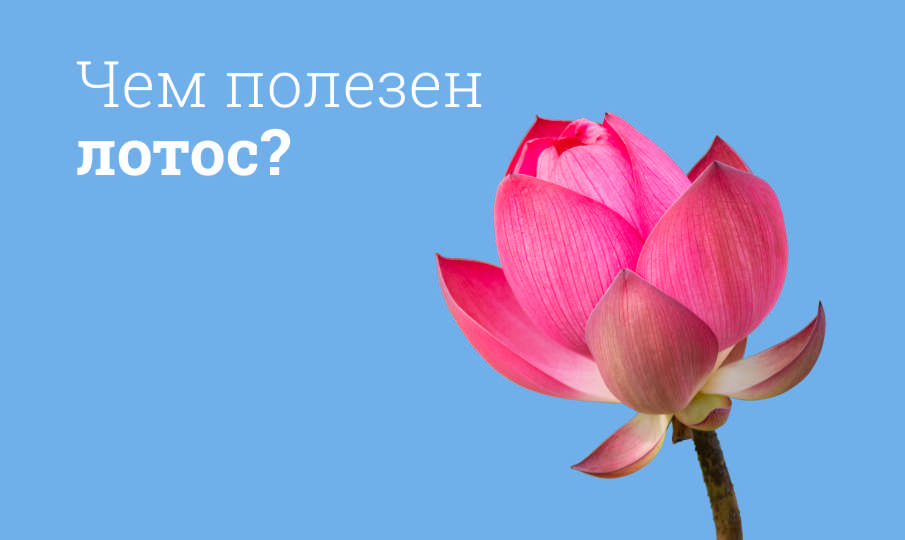 Лотос польза и вред
