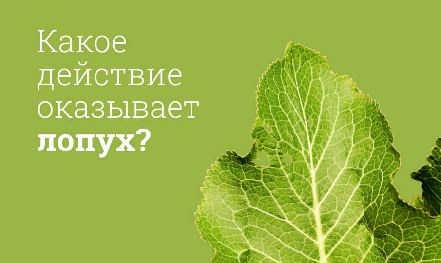 Лопух польза и вред