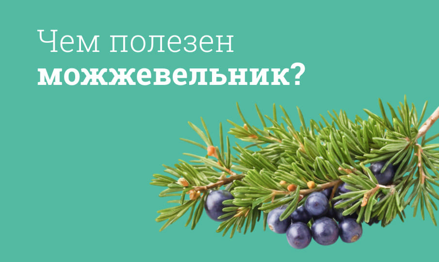 Можжевельник польза и вред