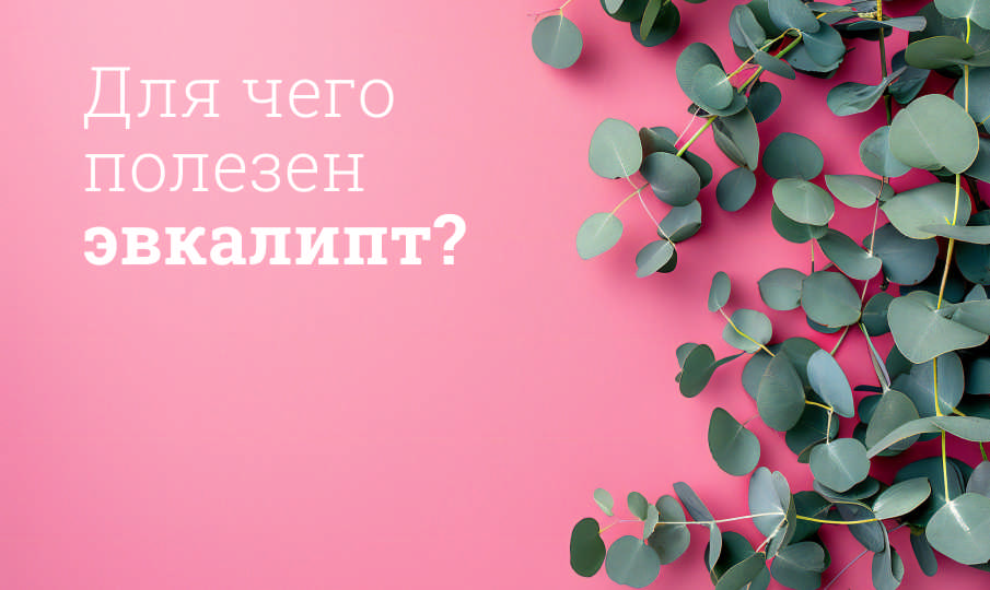 Эвкалипт польза и вред