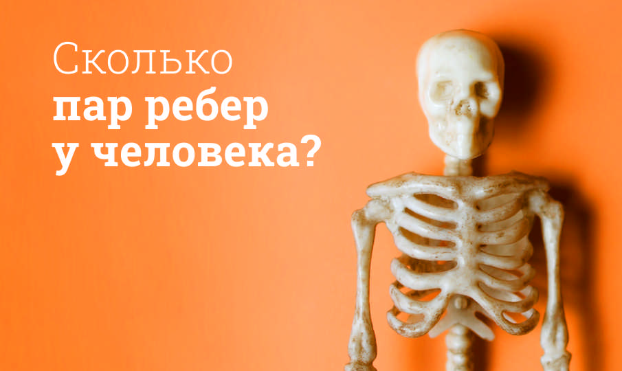 Сколько пар у ребер человека?