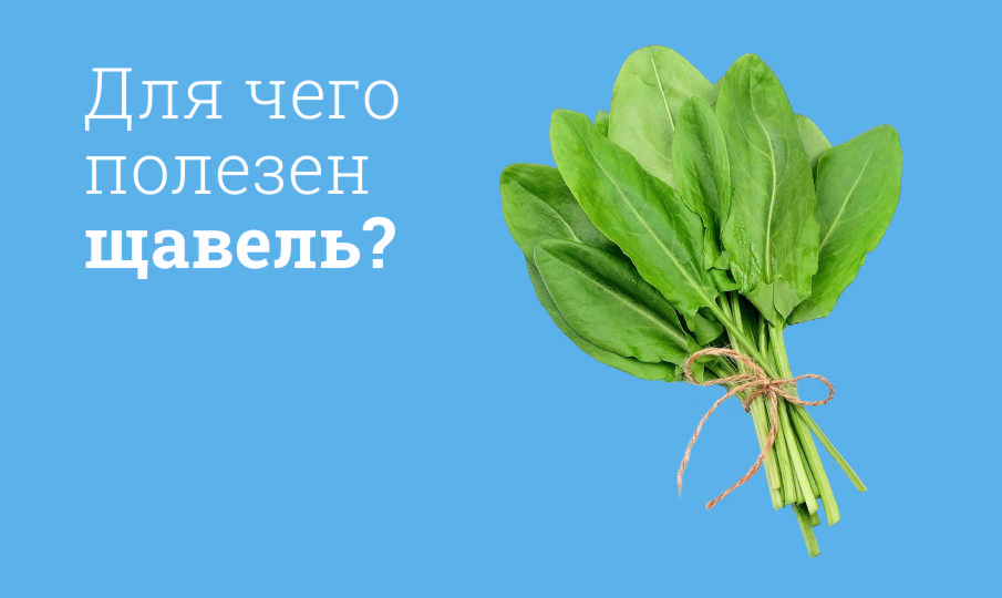 Щавель польза и вред