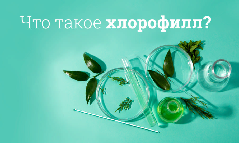 Хлорофилл польза и вред