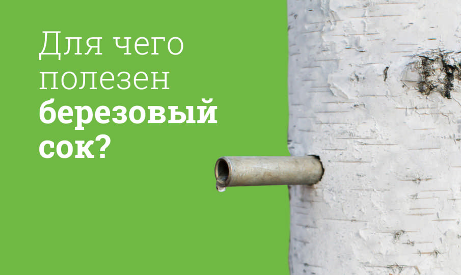 Березовый сок польза и вред