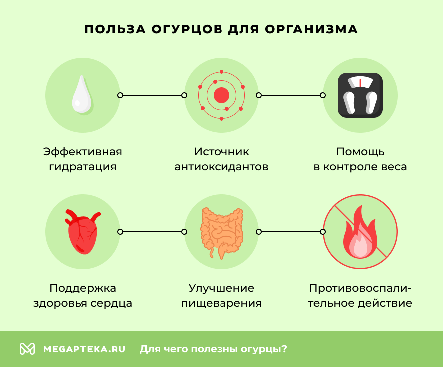 Польза огурцов для организма