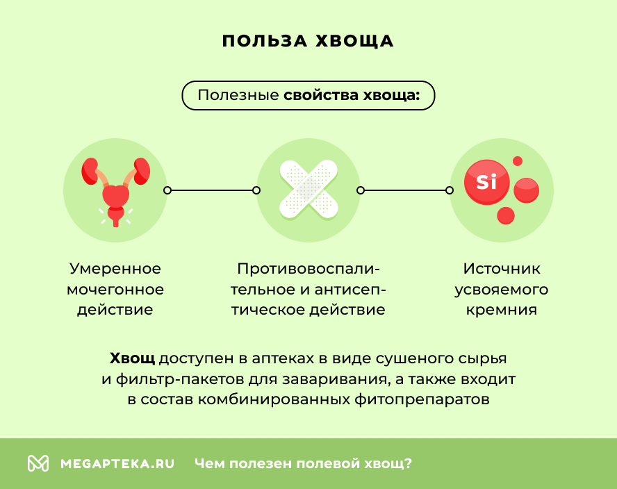 Польза хвоща