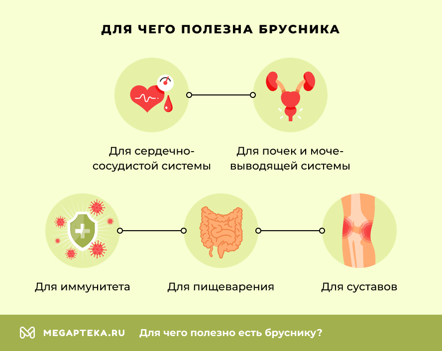 Для чего полезна брусника