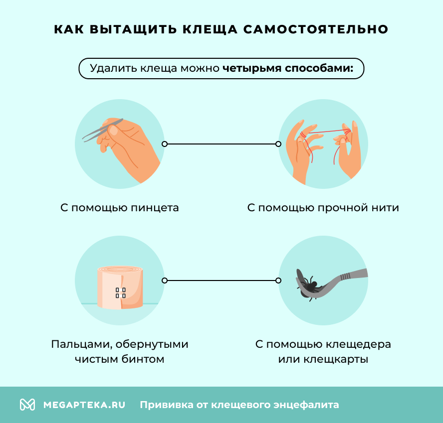 Как вытащить клеща самостоятельно