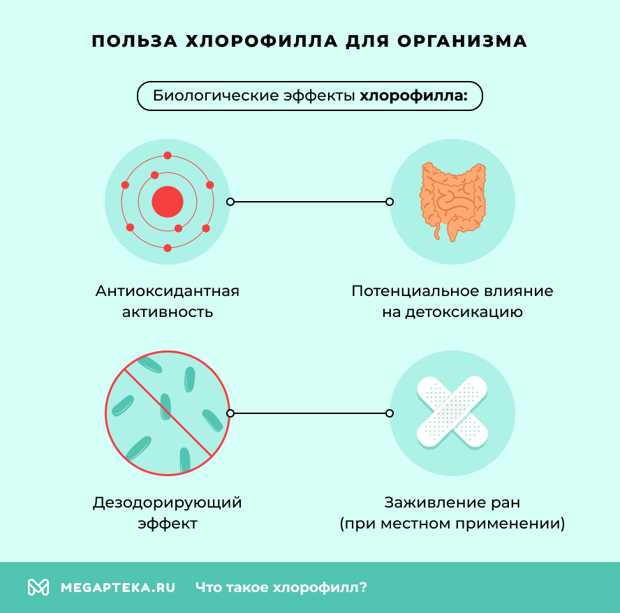 Польза хлорофилла для организма