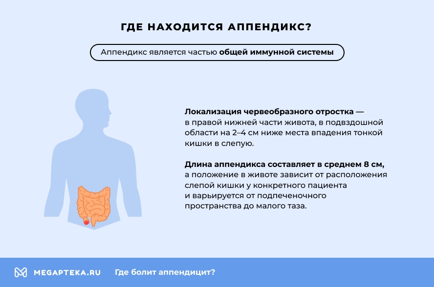 Где находится аппендикс?