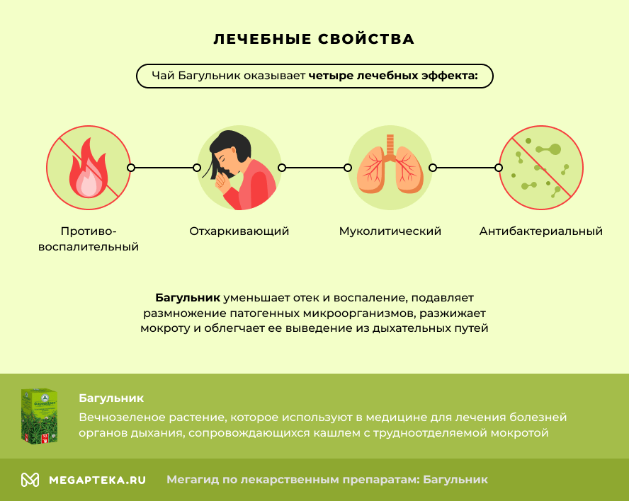 Багульник: лечебные свойства